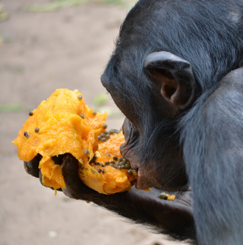 nature, animal themes, ape, focus on foreground, no people, kinshasa, food and drink, wildlife, outdoors, animal, mammal, congo, animal wildlife, healthy eating