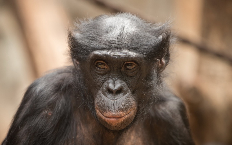 Monkeys, Monkey, 1080P, Bonobo