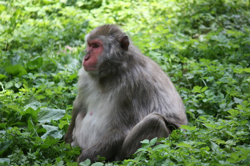 animals in the wild, rainforest, sitting, animal wildlife, one animal, baboon, nature, no people, mammal, looking, plant, bonobo, land, green color, primate
