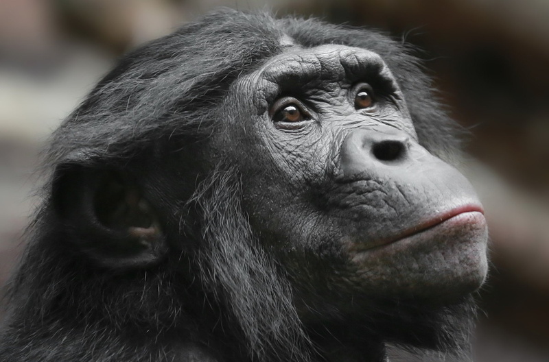 animal body part, animal, looking away, chimpanzee, Monkeys, close-up, animal head, zoo, vertebrate, 1080P, contemplation, portrait, no people, ape, animal family