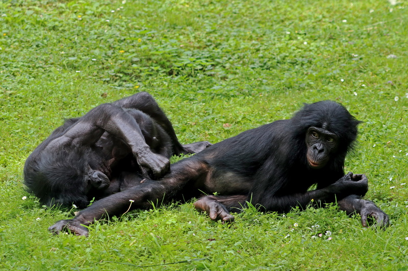 land, mammal, wildlife photography, grass, nature, Ape, young animal, plant, Bonobos, animal themes, vertebrate, group of animals, no people, Animal, 5K