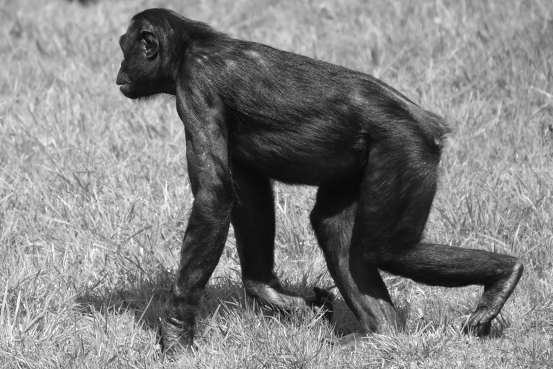 vertebrate, animals in the wild, nature, bonobo, animal, monkey, grass, mammal, 4K, animal wildlife, plant, no people, field, full length, ape, looking