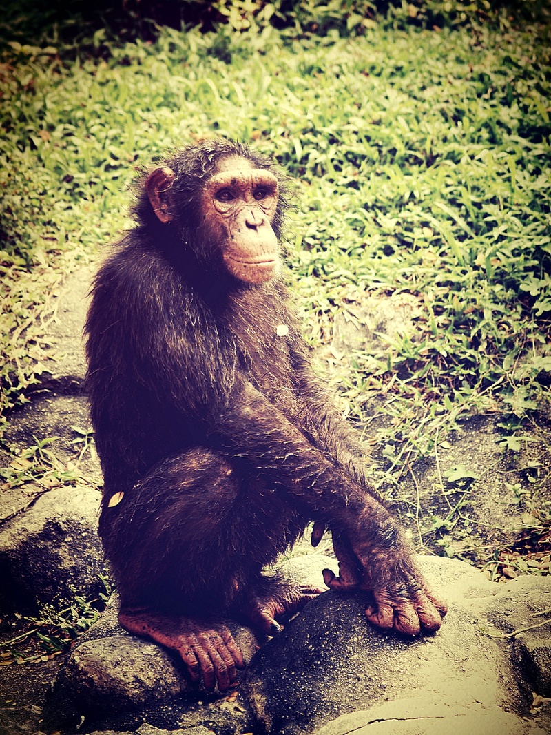 eating, one animal, lonely, hairy, wildlife, animal, african, 2K, animals in the wild, day, animal wildlife, alone, eyes, bald, looking away, green, cute