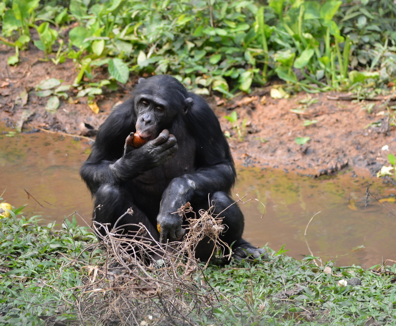 wildlife, lola ya bonobo, outdoors, africa, pan paniscus, forest, land, one animal, animals in the wild, day, sitting, no people, chimpanzee, ape, primate