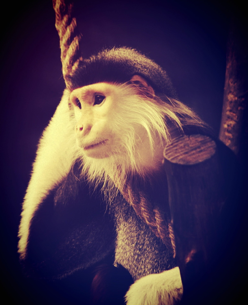 portrait, endangered, wildlife, hair, warm clothing, cute, eating, looking, hairy, trees, indoors, africa, animals in the wild, zoo, studio shot, funny