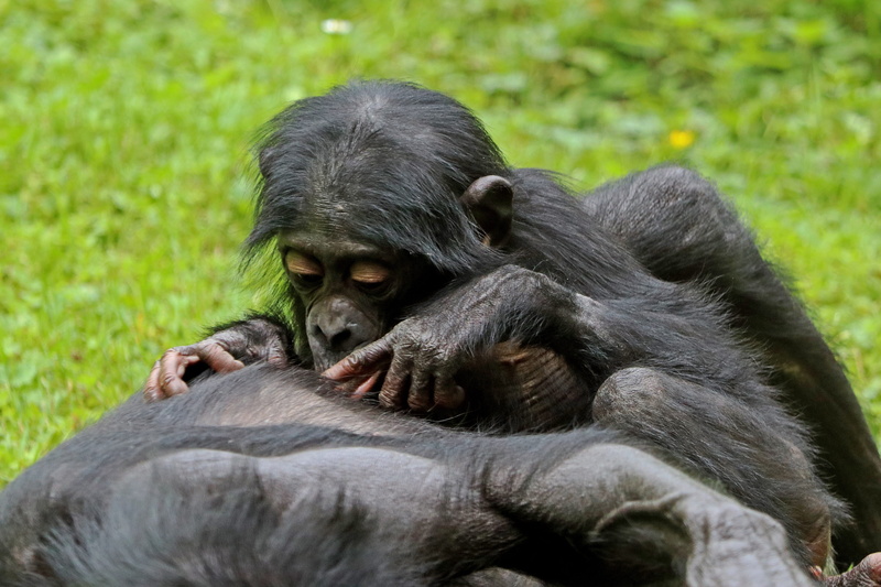 no people, animal wildlife, Ape, day, mammal, zoo, animals In The Wild, cute, outdoors, Bonobos, animal family, one animal, gorilla, tropical Rainforest