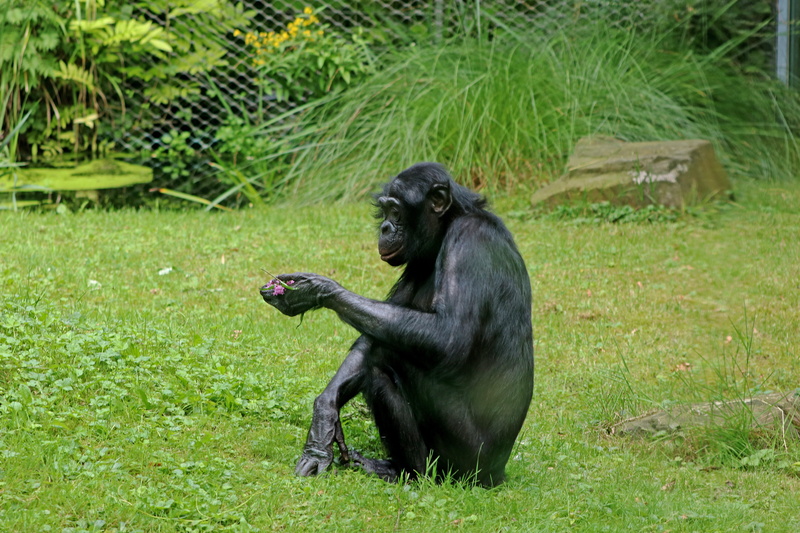 plant, Bonobos, Primates, mammal, outdoors, chimpanzee, zoo, nature, day, wildlife photography, Ape, land, primate, one animal, vertebrate, green color