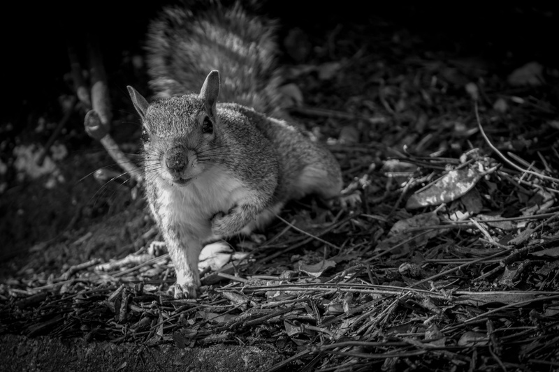 rodent, domestic, whisker, nature, bournemouth, plant, wild, squirrel, 4K, no people, land, field, domestic animals, vertebrate, close-up, cat, animal themes