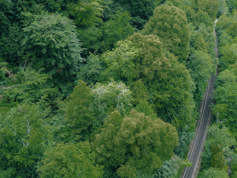 evergreen tree, remote, beauty in nature, day, uk, train line, green color, aerial, woods, land, tree, rainforest, leigh woods national nature reserve