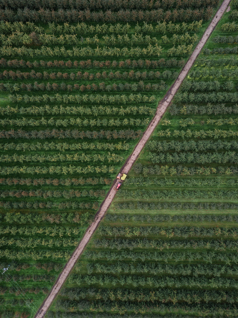 road, plantation, outdoors, row, aerial view, scenics - nature, tranquility, land, tranquil scene, nature, full frame, no person, bird, trees, farm, nature