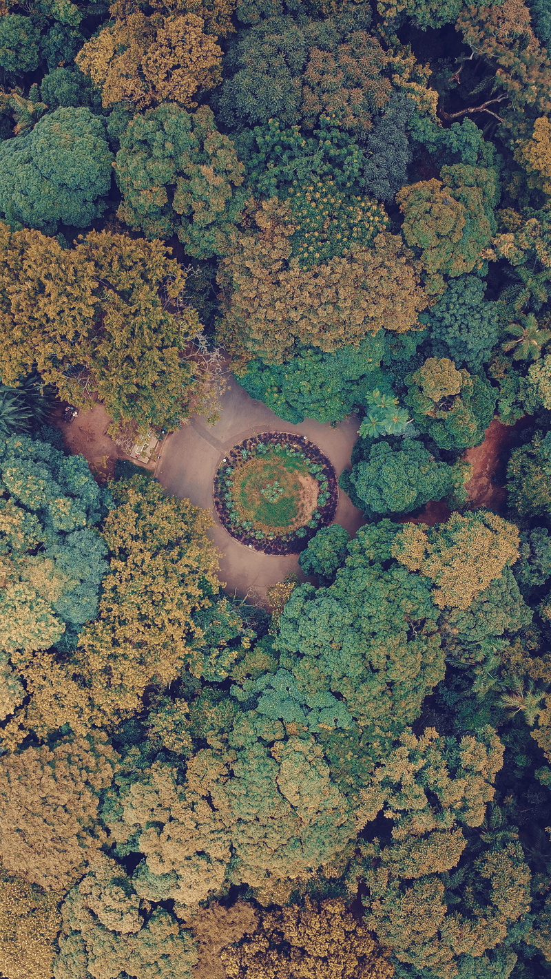 food, algae, sea, kale, growth, lake, green color, aerial, trees, rug, sponge animal, animal, beauty in nature, outdoors, heart shape, solid, high angle view