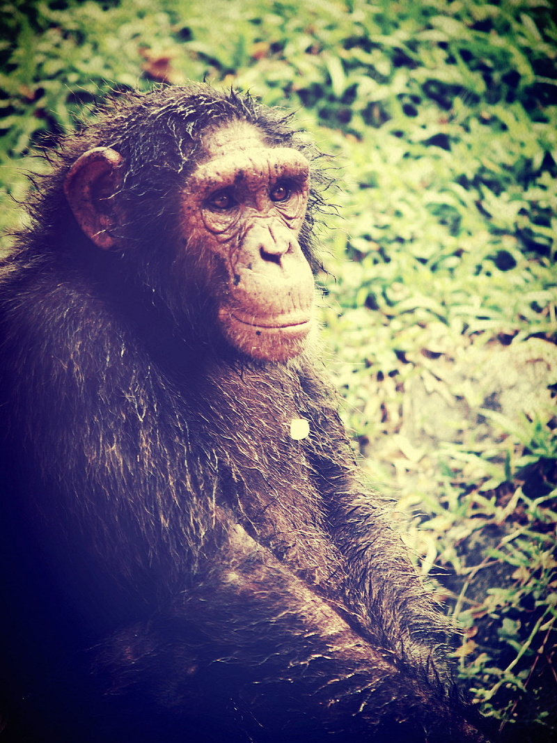 land, wood, primate, sitting, think, chimp, trees, alone, chimpanzee, green, monkey, ape, focus on foreground, eyes, vertebrate, wildlife, black, lazy