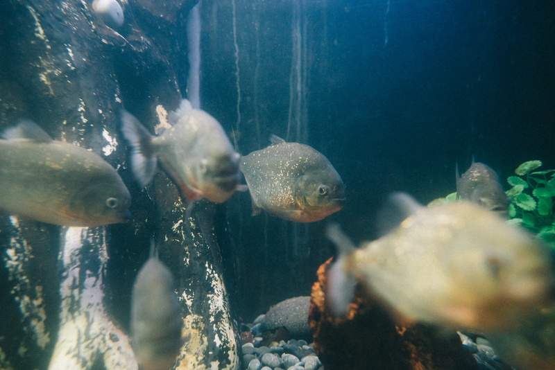 invertebrate, puffer, group of animals, swimming, sea anemone, fish, underwater, algae, sea life, animal themes, sardine, dirt road, angelfish, school of fish