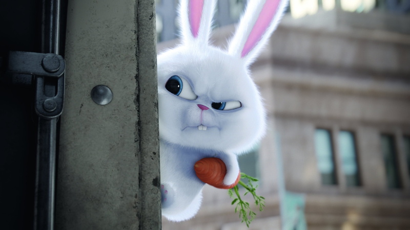 mammal, celebration, looking at camera, animated movies, cartoons, 4K, feline, movies, close-up, outdoors, white color, the secret life of pets, representation