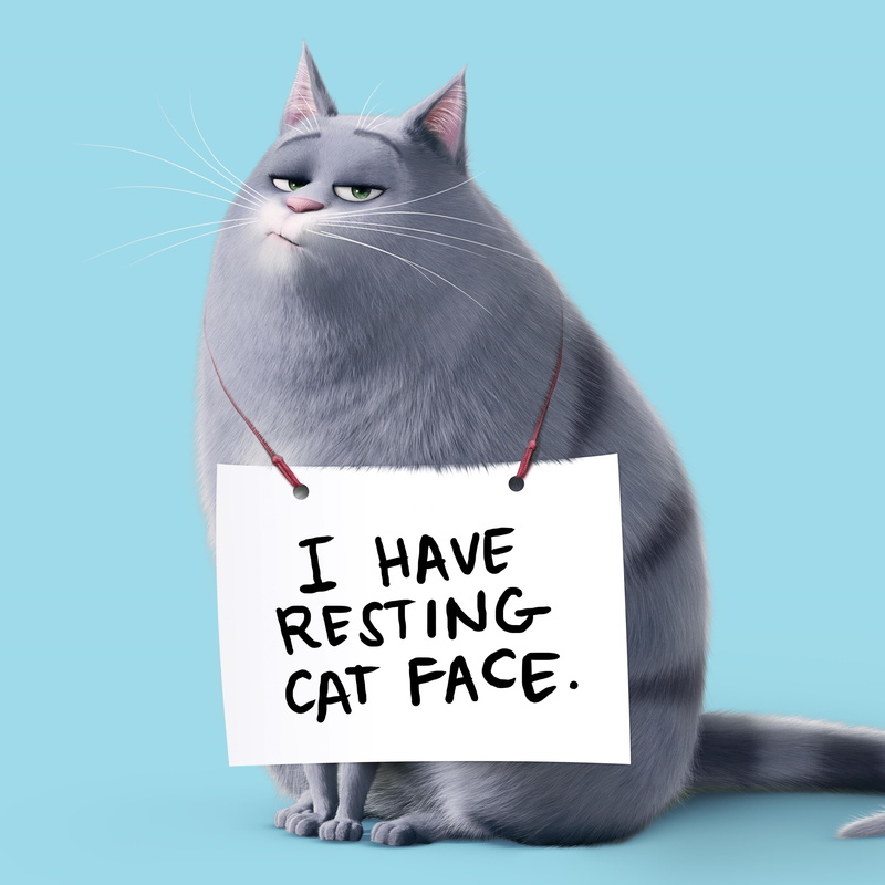 blue, 2K, people, domestic, animated movies, one animal, indoors, mammal, movies, whisker, profile view, the secret life of pets, communication, feline