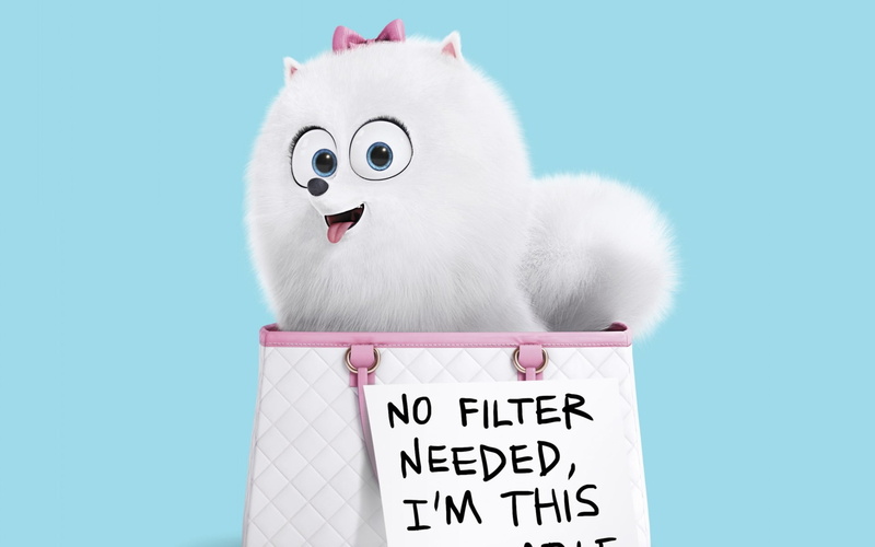 indoors, domestic animals, secret, no people, gidget, pets, 2016, cute, hollywood, representation, text, communication, gid, humor, 1080P, mammal