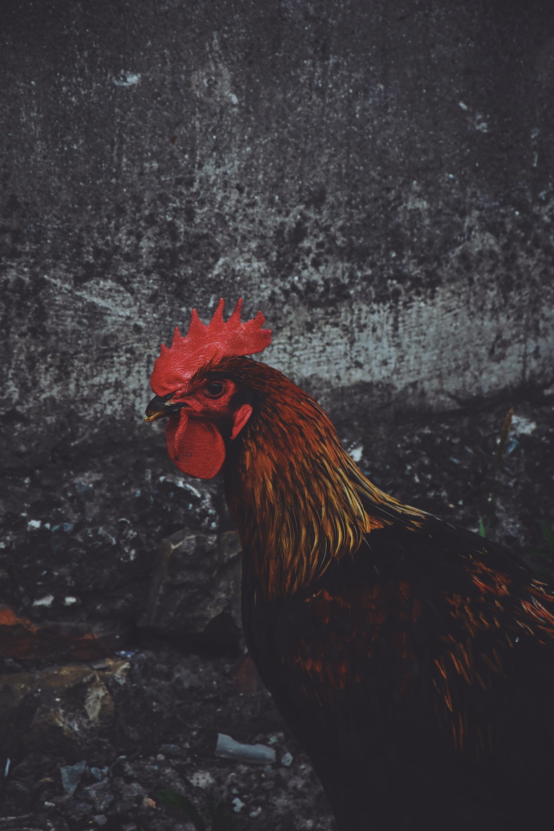 mammal, chicken, animal themes, chicken - bird, day, shallow, no people, black, focus on foreground, photography, chiken, colourful feather, domestic animals