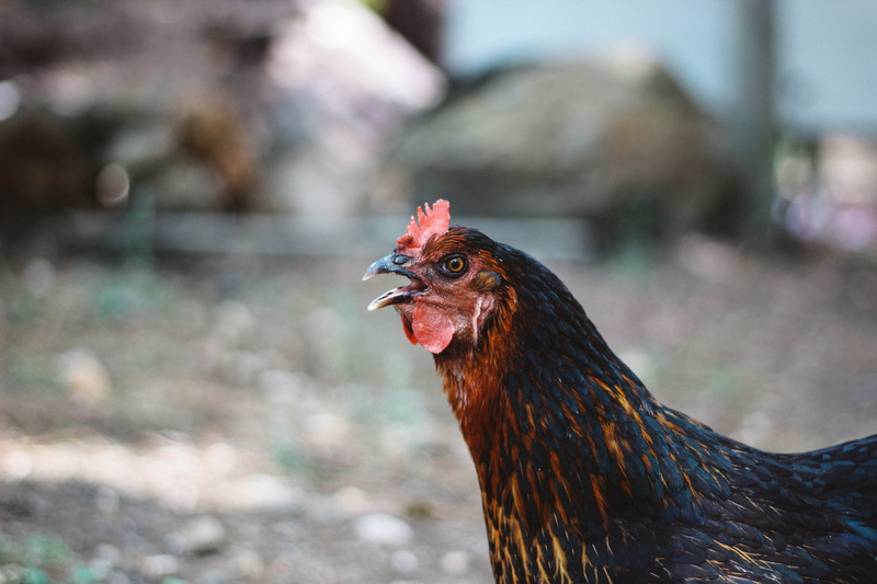 outdoors, profile view, focus on foreground, nature, vertebrate, mammal, chicken, animal, hen, no people, pets, black, animal themes, day, livestock, bird