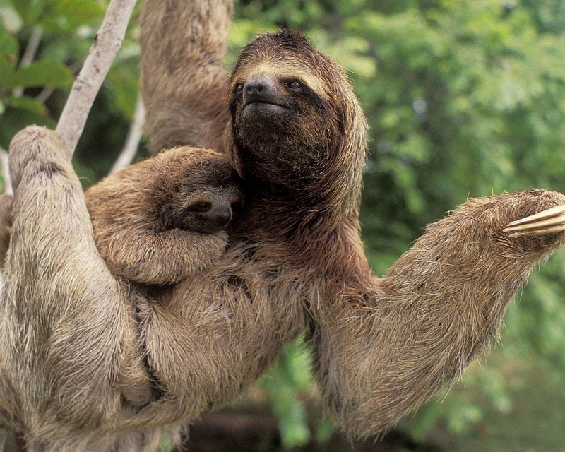 sloth, 1080P