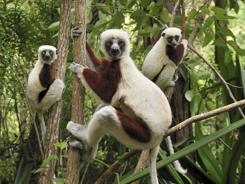 720P, brown, lemurs, three, white, animals, sloths