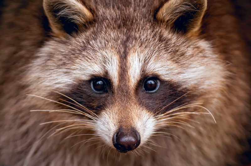 black, portrait, muzzle, brown, 1080P, raccoon