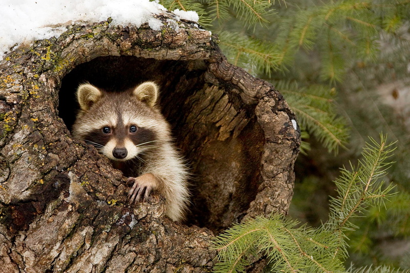 tree, 1080P, forest, Raccoon, branches