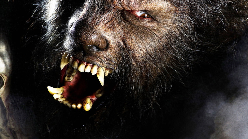 animal themes, animal, mouth open, anger, baboon, mammal, facial expression, no people, animal body part, monkey, animals in the wild, hair, wolfman, animal mouth