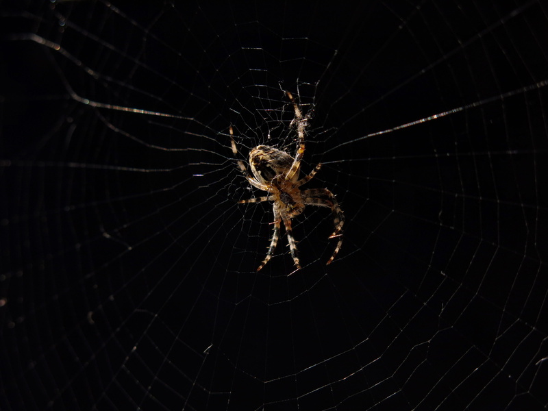 invertebrate, focus on foreground, spider web, animal world, animal themes, one animal, close up, spider of the year 2010, nature, vulnerability, araneus