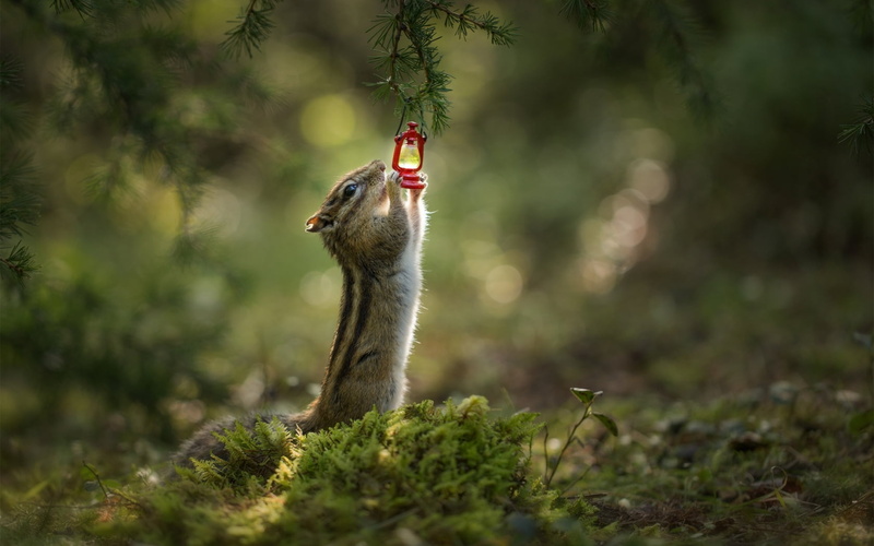 day, outdoors, 720P, bird, animal wildlife, animal, animals in the wild, Chipmunk, veverita cu falcute, cute, looking away, mouth open, looking, green color