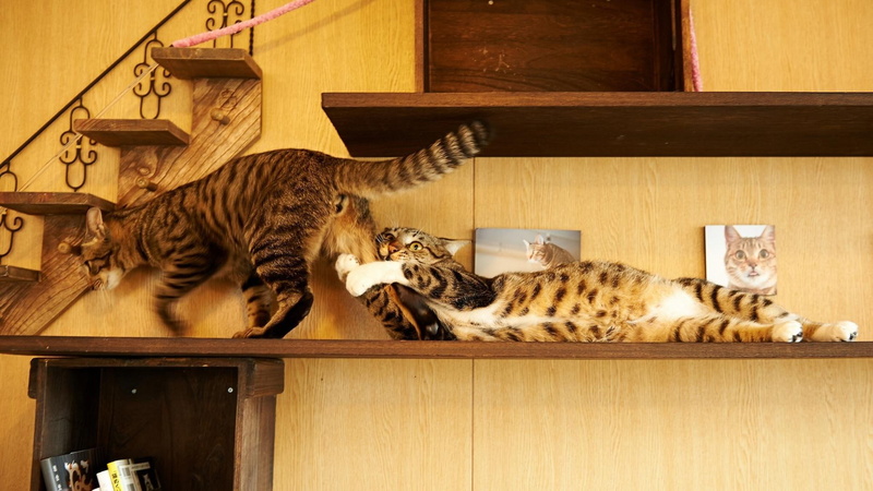cat, leave, dont, 1080P, funny