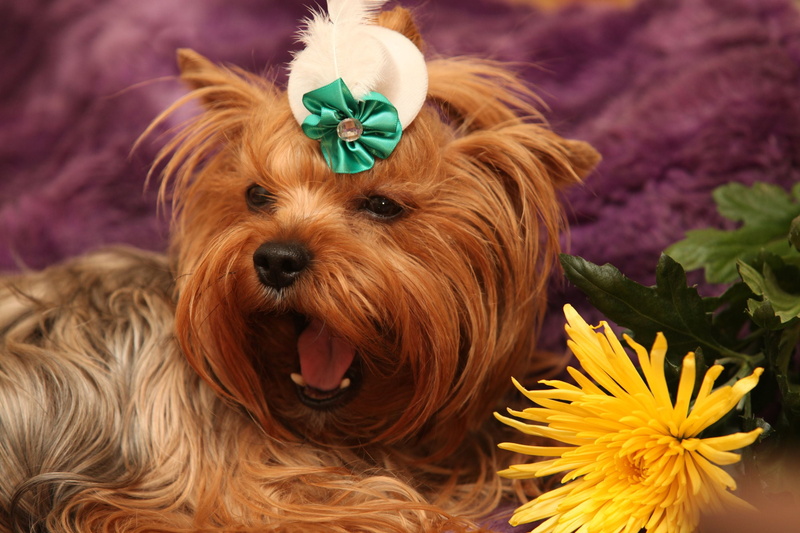 one Animal, fur, 2K, plant, beauty, mammal, blue, adult, brown, flower, domestic Animals, purebred Dog, mouth open, cute, domestic, young Animal, yorkshire Terrier