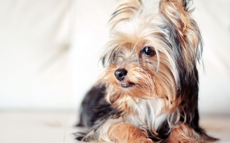 brown, small, dog, coated, fluffy, face, looking At Camera, lying Down, sitting, young Animal, domestic Animals, long, one Animal, no People, yorkshire