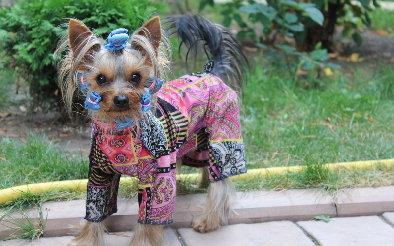 dog, costume, 1080P, yorkshire terrier, puppy