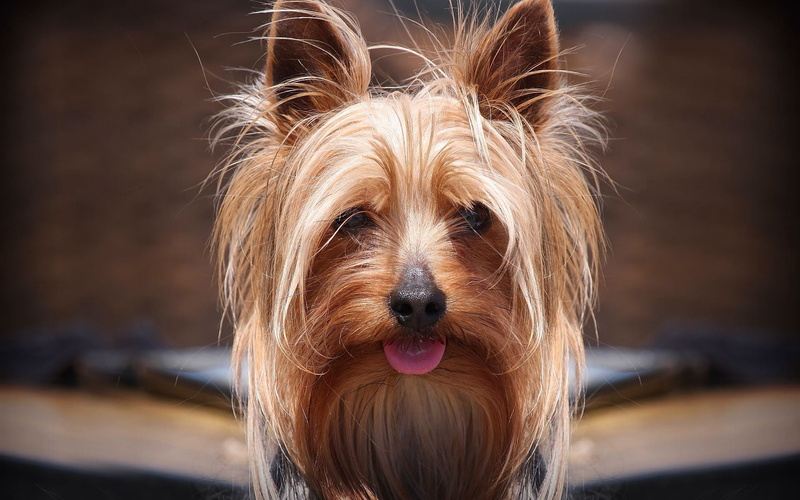 domestic Animals, muzzle, puppy, yorkshire, friendship, animal themes, animal hair, animal head, looking, pets, terrier, small, animal mouth, looking at camera
