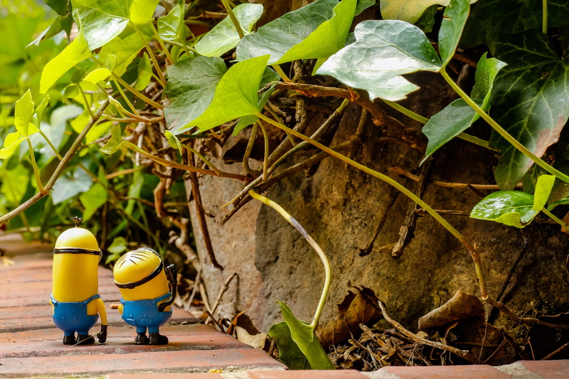 character, growth, Film, plant part, protection, construction industry, minion, boss, stuart, headwear, yellow, rock, industry, leaf, Minions, focus on foreground