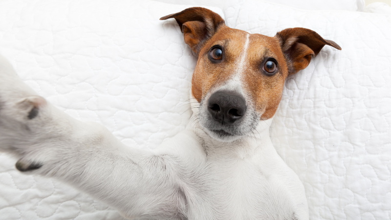 white color, animal, mammal, 8K, close-up, basenji dog funny selfie picture, dog, no people, pets, looking at camera, canine, domestic animals, animal themes