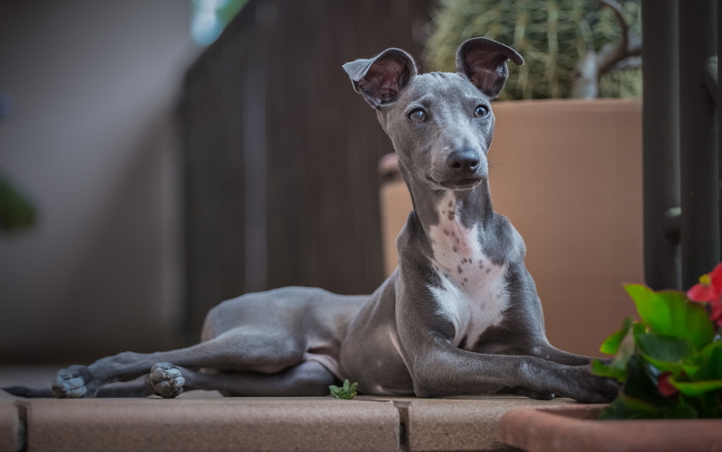 dog, 1080P, look, Italian Greyhound