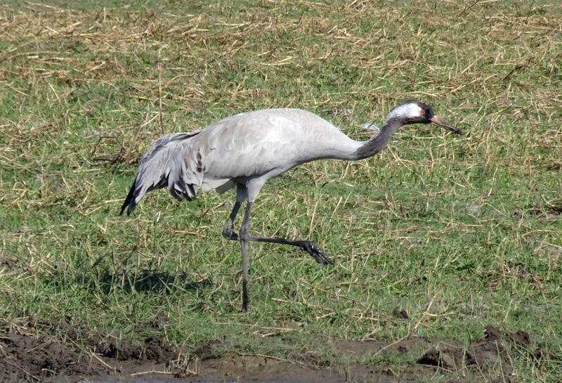 day, bird, grus grus, gruidae, animal, land, animal neck, no people, feather, 2K, zoology, wildlife, fauna, nature, eurasian crane, plant, one animal