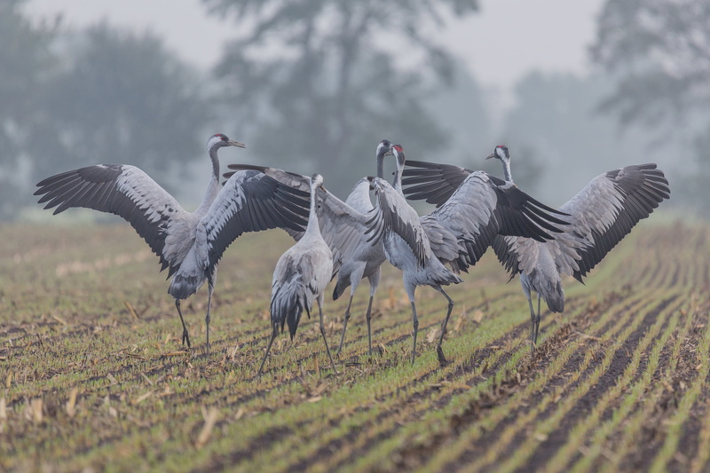 winds, countryside, fog, common crane, 1080P, wildlife, birds, grus grus, field, mist, farmland