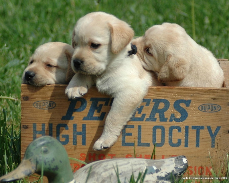 mammal, babies, grass, white, domestic Animals, retriever, relaxation, cute, looking, labrador, outdoors, western script, communication, pets, close-up