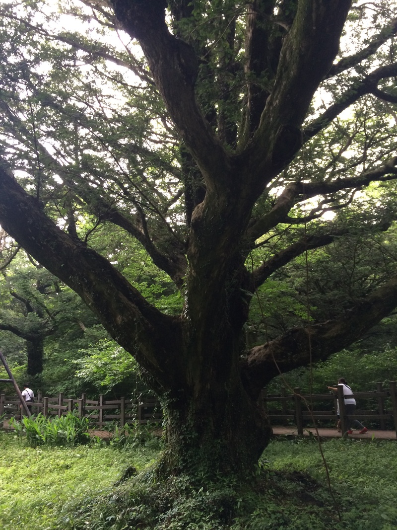 land, plant, day, grass, trunk, field, visa tree, tree, tranquil scene, forest, large, 2K, nature, wood, growth, beauty in nature, tranquility, green color