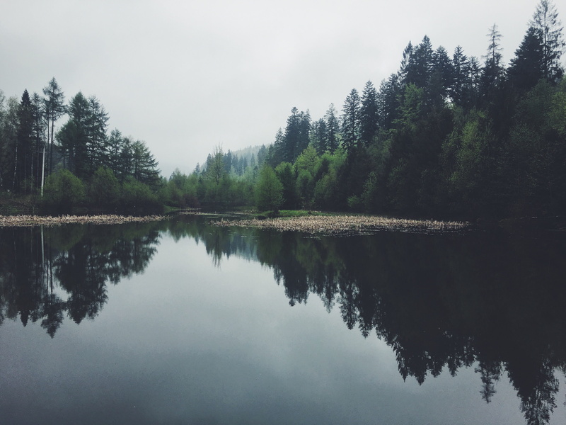 nature, symmetry, clouds, fog, trees, wisła, plant, coniferous tree, tranquility, growth, day, forest, non-urban scene, reflection lake, outdoors, reflection