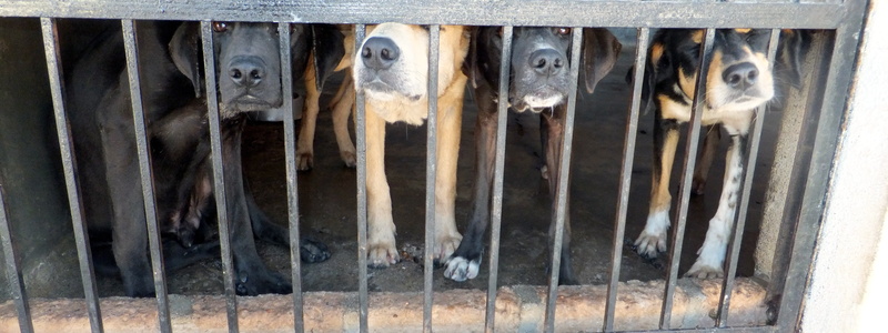 pets, cage, inside, animal, four, animal body part, pound, no people, aggression, canine, vertebrate, dog, animal wildlife, domestic animals, 4K, architecture