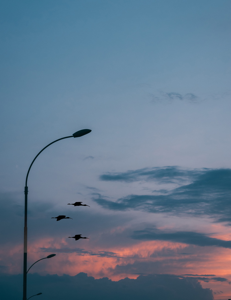 animal, kenya, scenics - nature, sky, tranquility, no people, flying, animals in the wild, animal themes, vertebrate, bird, silhouette, cloud - sky, 4K