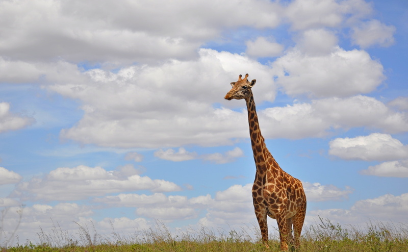 no people, herbivorous, day, Wild, beauty in nature, animal themes, animal wildlife, one animal, brown, sky, cloud - sky, 4K, animal neck, nairobi, animal