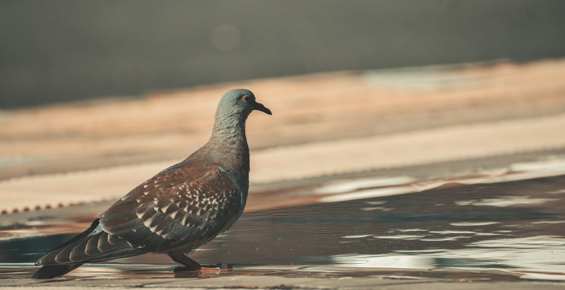 one animal, outdoors, beach, close-up, animals in the wild, profile view, animal, nature, bird, phenom estate, nairobi, sea, side view, seagull, 5K, focus on foreground