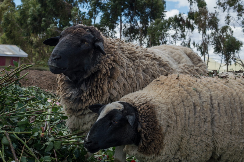 domestic, herbivorous, field, mammal, 4K, kenya, animal themes, two animals, sheep, group of animals, animal, tree, vertebrate, no people, land, nairobi