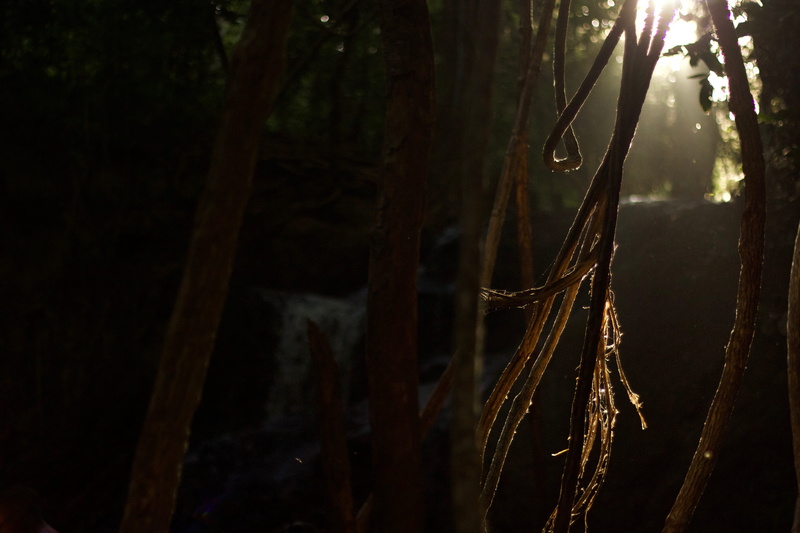 focus on foreground, 5K, trunk, beauty in nature, plant, branch, kenya, growth, tree trunk, tree, outdoors, forest, sun, nature, tranquility, night, trees