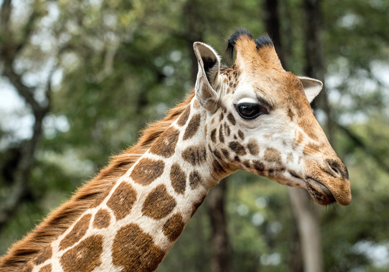 tree, one animal, leaves, portrait, animal wildlife, focus on foreground, outdoors, safari, 5K, wildlife, domestic animals, giraffe sanctuary, giraffe centre