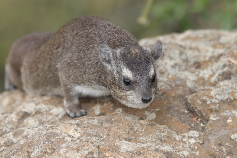 horax, wildlife, 5K, weasel, whisker, beaver, vertebrate, sea lion, animals in the wild, day, pig, portrait, klippegrævling, rodent, looking, animal themes